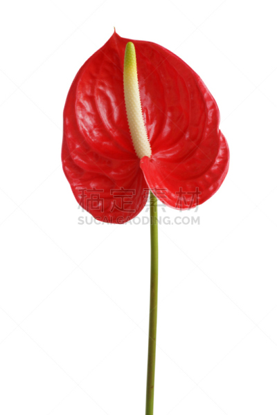 红色,热带的花,自然,垂直画幅,无人,白色背景,仅一朵花,自然美,植物茎,白色