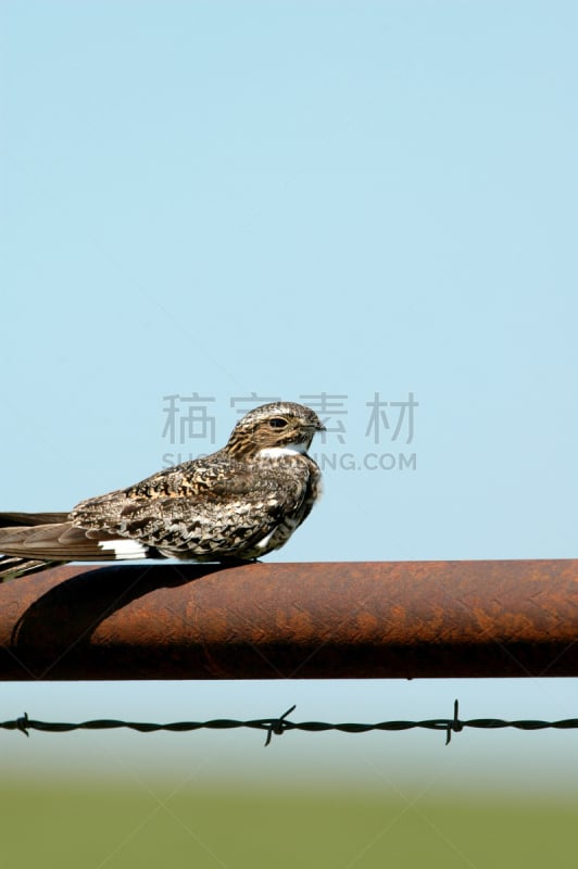 f-117a隐形战机,垂直画幅,天空,褐色,鸟类,科学,户外,大门,带刺铁丝网,草