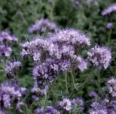 phacelia,pretty phacelia,水平画幅,无人,花序,健康保健,户外,背景分离,草药,草本