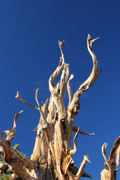 狐尾松,远古的,垂直画幅,天空,留白,水平画幅,形状,无人,古老的,早晨