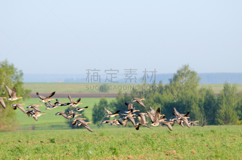 白色,羊群,外立面,白额雁,自然,天空,野生动物,水平画幅,秋天,蓝色