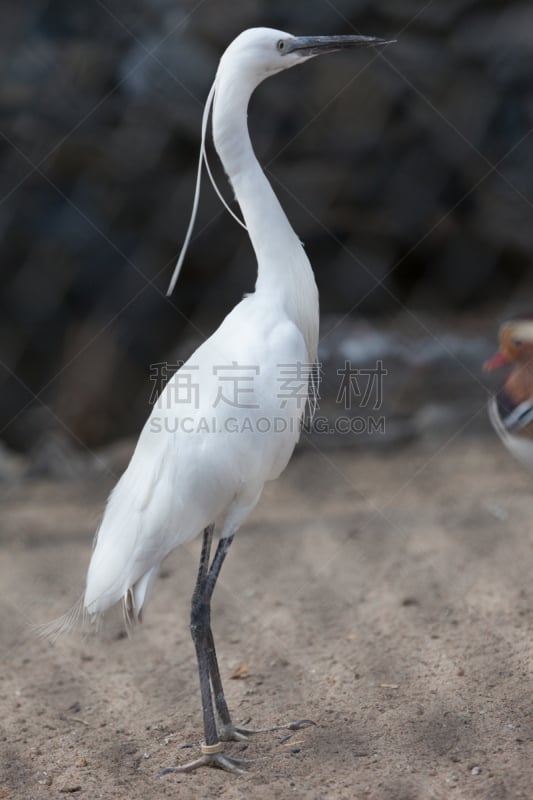 牛白鹭,朱鹭,白鹭,动物学,垂直画幅,热带鸟,公园,沙子,鸟类,动物身体部位