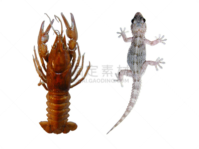 壁虎,格鲁曼e-2c,大螯虾,留白,水平画幅,无人,正上方视角,海洋生命,两个物体,已灭绝生物