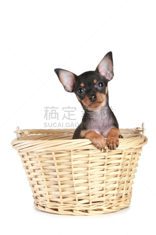 toy terrier,篮子,小狗,幽默,垂直画幅,褐色,纯种犬,小的,可爱的,梗犬