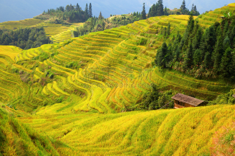 稻,梯田,龙脊梯田,农业,传统,桂林,景观设计,食品,环境,枝繁叶茂