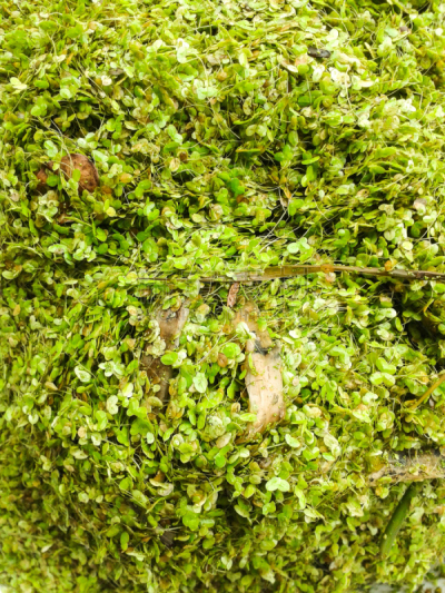 浮萍,绿色,自然,垂直画幅,无人,平视角,草,粗糙的,植物,2015年