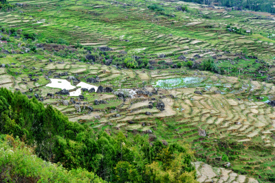 Green rice field  in Tana Toraja