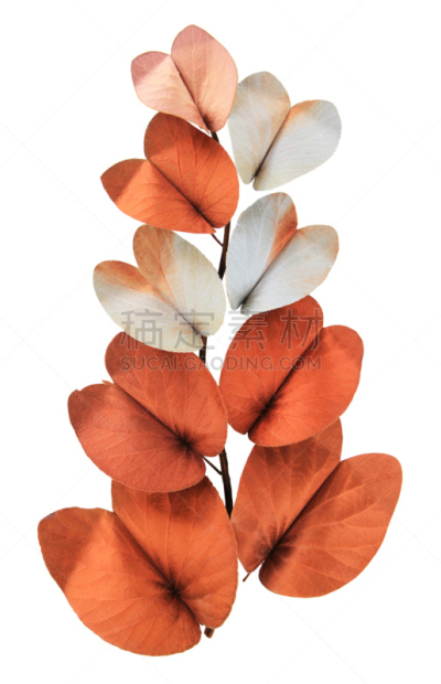 叶子,金色,建筑结构,干的,藤蔓植物,垂直画幅,褐色,芳香的,形状,银色