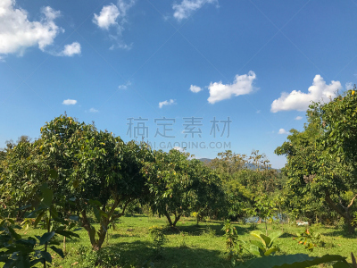 linchee tree at Chiangrai Thailand