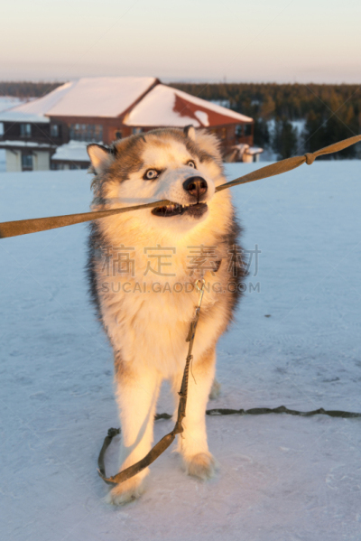 亚马尔半岛,雪橇犬,狗,自然,垂直画幅,野生动物,进行中,嬉戏的,吠狗,俄罗斯