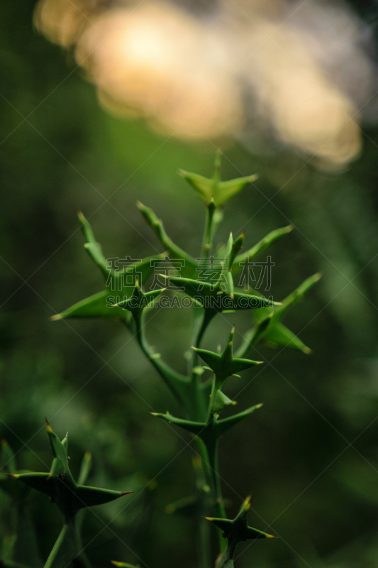 荆棘,植物,阿波卡次共和国,绿色,抽象,植物园,苏呼米,垂直画幅,夜晚,无人