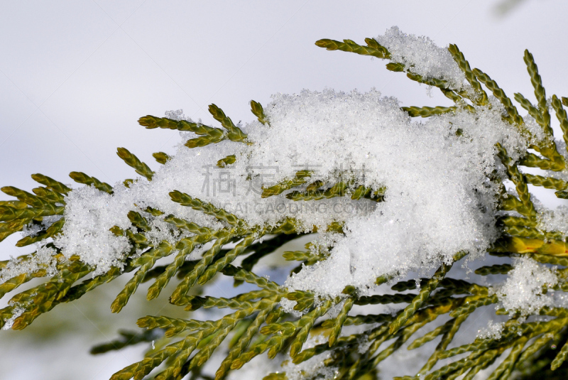 雪,冬天,枝,松树,绿色,沼穴伊甸;,水平画幅,无人,户外,特写