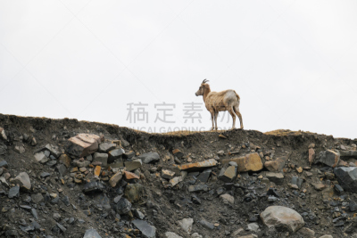 绵羊,碧玉,杰士伯,公羊,奖杯,水平画幅,阿尔伯塔省,大角羊,动物身体部位,野外动物