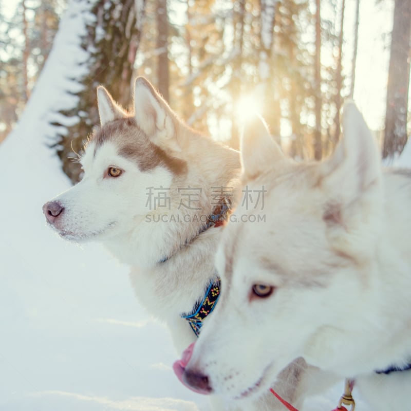 狗,衣领,西伯利亚哈士奇犬,纯种犬,垂直画幅,美,雪,动物身体部位,户外,爱斯基摩犬