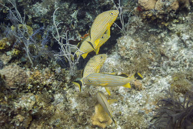 蓝斑鲈,gruntfish,水,水平画幅,无人,水下,野外动物,巴哈马国,礁石,热带气候