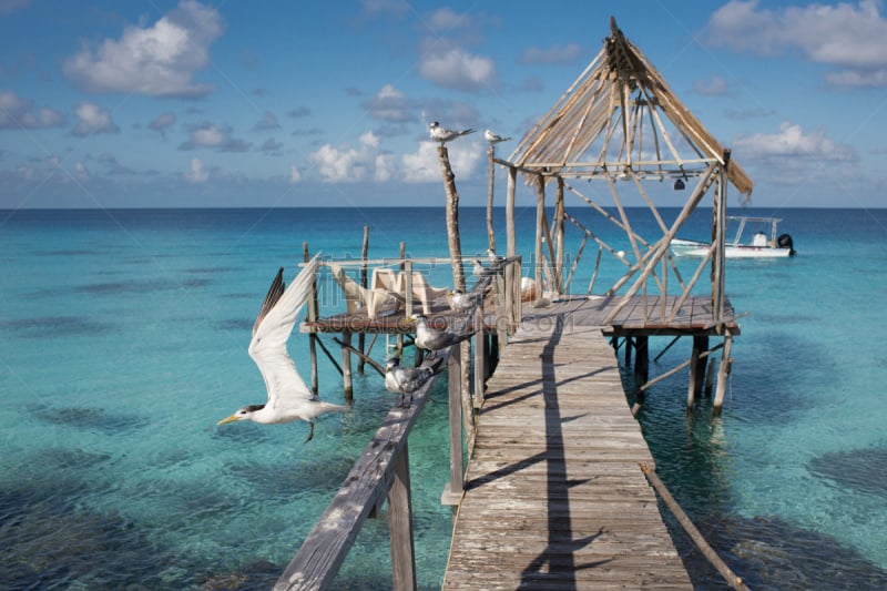 码头,泻湖,fakarava,鸟类,热带鸟,水,天空,水平画幅,旅行者,夏天