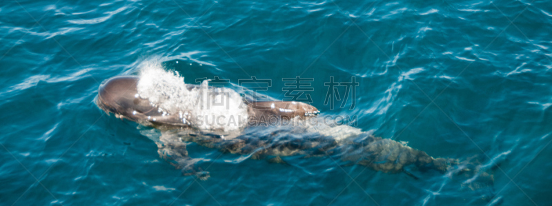 巨头鲸,长的,水,领导能力,智慧,海豚,光,动物鳍,哺乳纲,知识