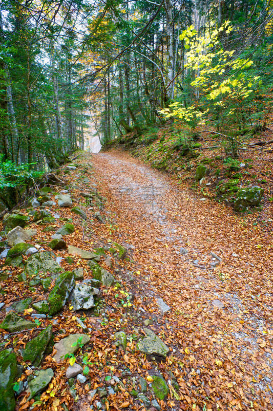 ordesa national park,垂直画幅,无人,山毛榉树,户外,植物,山,小路,著名景点,风景