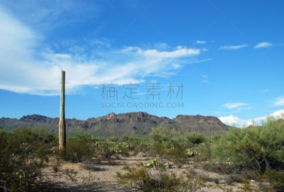 萨挂诺仙人掌,图森市,沙漠,盖茨山口,索诺兰沙漠,菲尼克斯市,凤凰,水平画幅,地形,无人