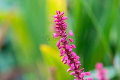 紫色,美,留白,水平画幅,无人,夏天,户外,特写,箭木,花束