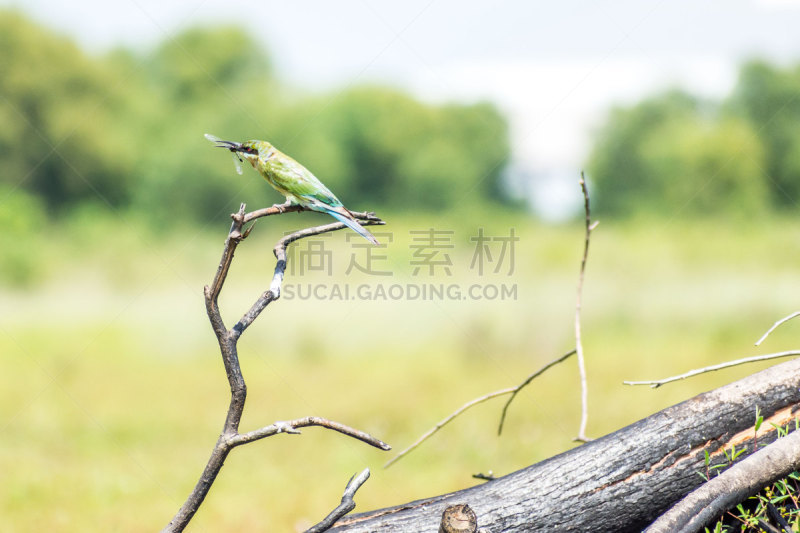 食蜂鸟,蓝色,安全,自由,热带气候,野生动物,环境,环境保护,翅膀,自然美