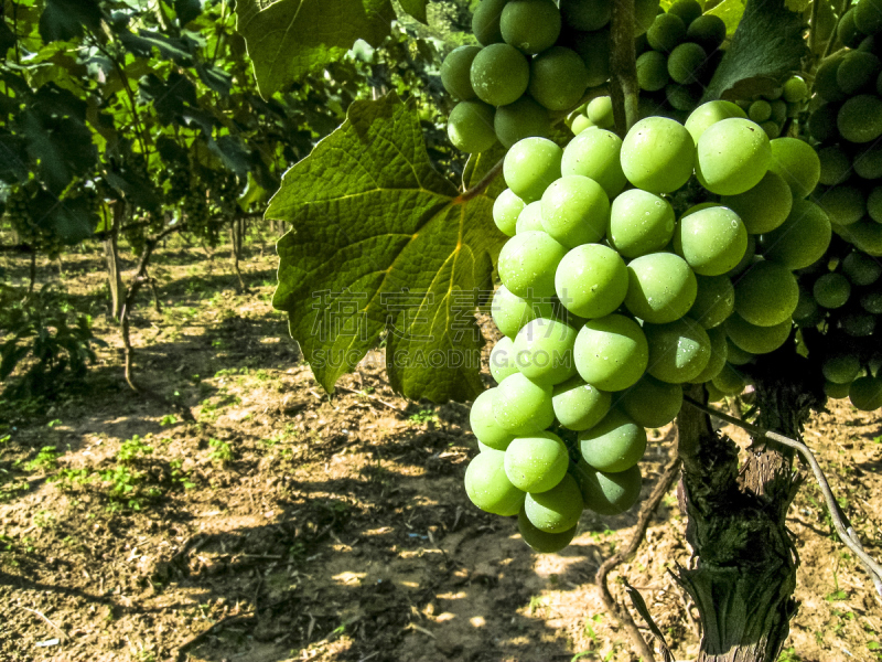 Parreiral com Uvas Brancas em Jundiaí, SP - Brasil