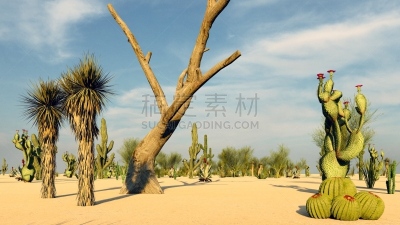仙人掌,沙漠,国内著名景点,热,墨西哥,斯科茨戴尔,植物,夏天,户外,天空