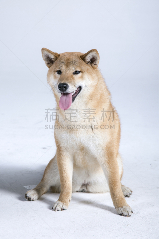 褐色,日本柴犬,接力赛,椅子,张着嘴,可爱的,宠物,垂直画幅,肖像,图像