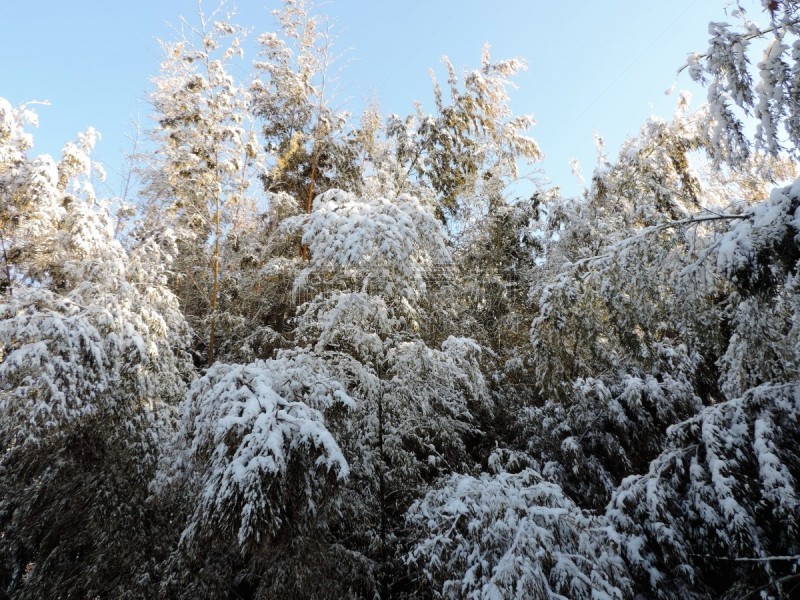 雪,东京,夜晚,竹林,运动,美术绘画,公园,冬季运动会,晴朗,大自然保护协会