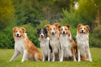 五只动物,狗,动物群,幸福,边境牧羊犬,边界,柯利牧羊犬,可爱的,动物主题,纯种犬