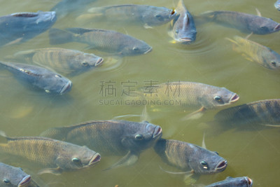 淡水鱼,东南亚,水平画幅,膳食,海产,动物身体部位,湖,特写,泰国,淡水