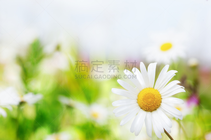 甘菊,美,水平画幅,无人,草坪,夏天,户外,草,特写