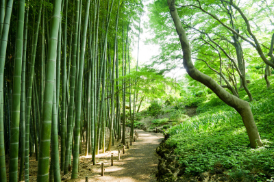 竹林,堤道,竹子叶,笋,光合作用,里山,枝繁叶茂,林区,夏天,彩色图片