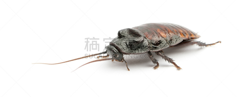 白色背景,蟑螂,马达加斯加蟑螂,发嘶嘶声,接力赛,无脊椎动物,褐色,野生动物,水平画幅,无人