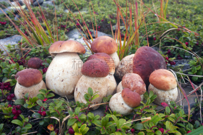 Mushroom harvest after rain in the Carpathians