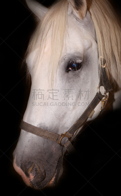 马,垂直画幅,美,注视镜头,无人,动物身体部位,黑色背景,草地围场,部分,职业赛马骑师