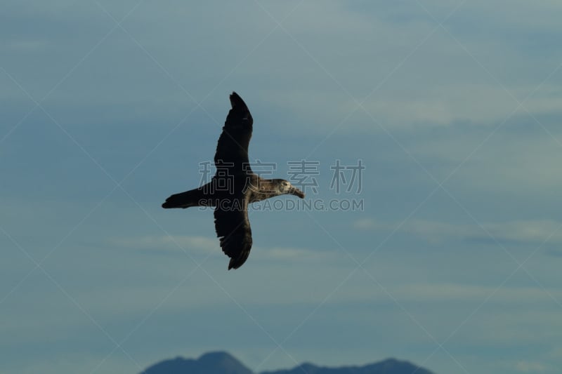 霍氏巨鹱,新西兰,南部大型海燕,白尾鹰,南美,水,水平画幅,无人,鸟类,开普敦