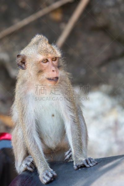 昌岛,猴子,特写,泰国,座位,手推脚踏车,普吉岛,自然,垂直画幅,褐色