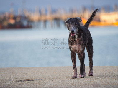 狗,黑色,街道,过时的,爪子,海产,动物身体部位,被抛弃的,哺乳纲