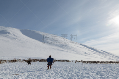 冬天,白昼,晴朗,天空,褐色,水平画幅,雪,户外,俄罗斯,哺乳纲