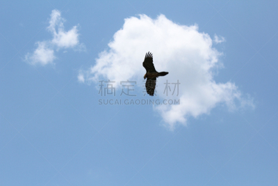 金雕,天空,野生动物,水平画幅,鸟类,动物身体部位,野外动物,户外,翅膀,云景