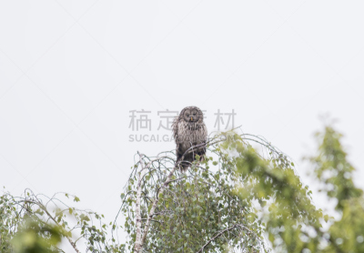 长尾林鸮,猫头鹰,大雕,乌拉尔山脉,柔焦,自然,野生动物,食肉鸟,水平画幅,夜晚