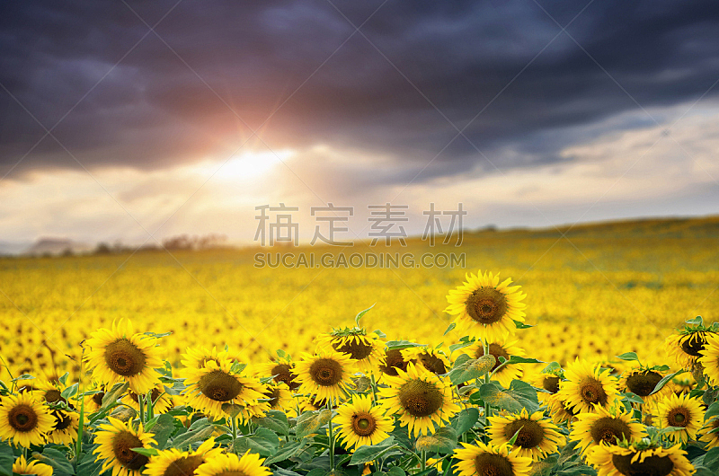 向日葵,田地,农业,云,泰国,植物,夏天,户外,天空,晴朗