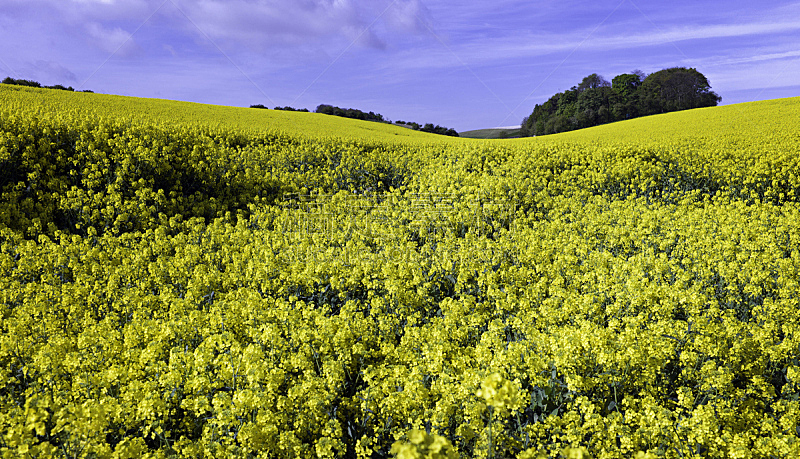 贝弗利,油菜花,田地,英国,充满的,花朵,自然,天空,水平画幅,地形