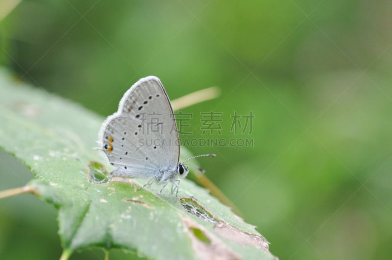 蓝色,草,短的,灰蝶科,统帅青凤蝶,美,水平画幅,蝴蝶,夏天,生物学