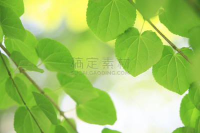 绿色,清新,叶子,连香树,自然,水平画幅,秧苗,无人,日本,材料