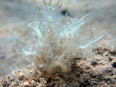 鼻涕虫,叶子,外来物种,裸鳃亚目动物,海草,红海,水,水平画幅,水肺潜水,无人