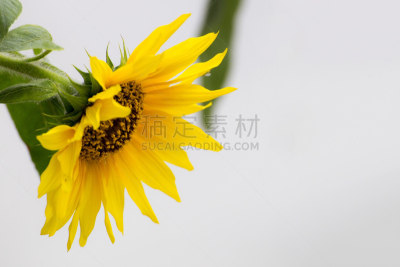 向日葵,青春期,水平画幅,英格兰,夏天,特写,仅一朵花,活力,植物,彩色图片