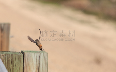 树燕,鸟类,银色,野生动物,美国,水平画幅,蓝色,荧光色,鸟巢,动物