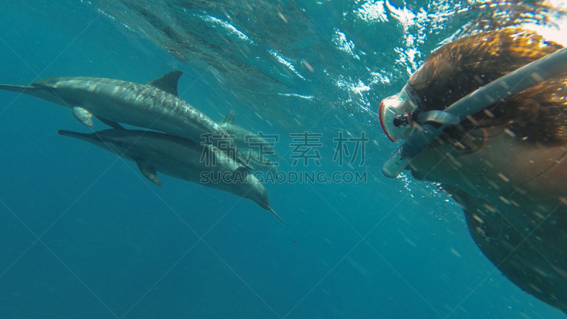 海豚,马萨阿拉姆,红海,海洋,母鹿,男人,美国公开赛,自拍,水,美